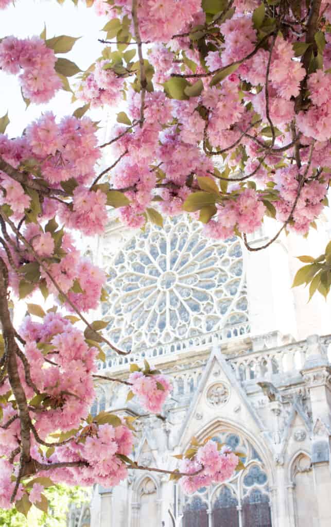 cherry blossoms Notre Dame Paris in bloom