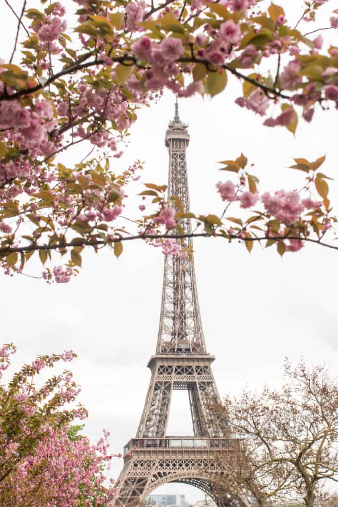 Eiffel Tower cherry blossoms trocadero Paris