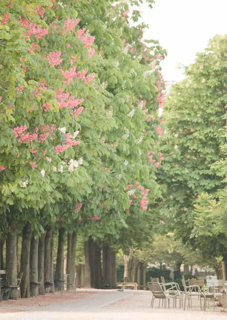 chestnut blossoms Luxembourg gardens
