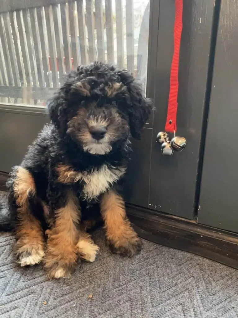 Routine training for puppies Routine training for puppies