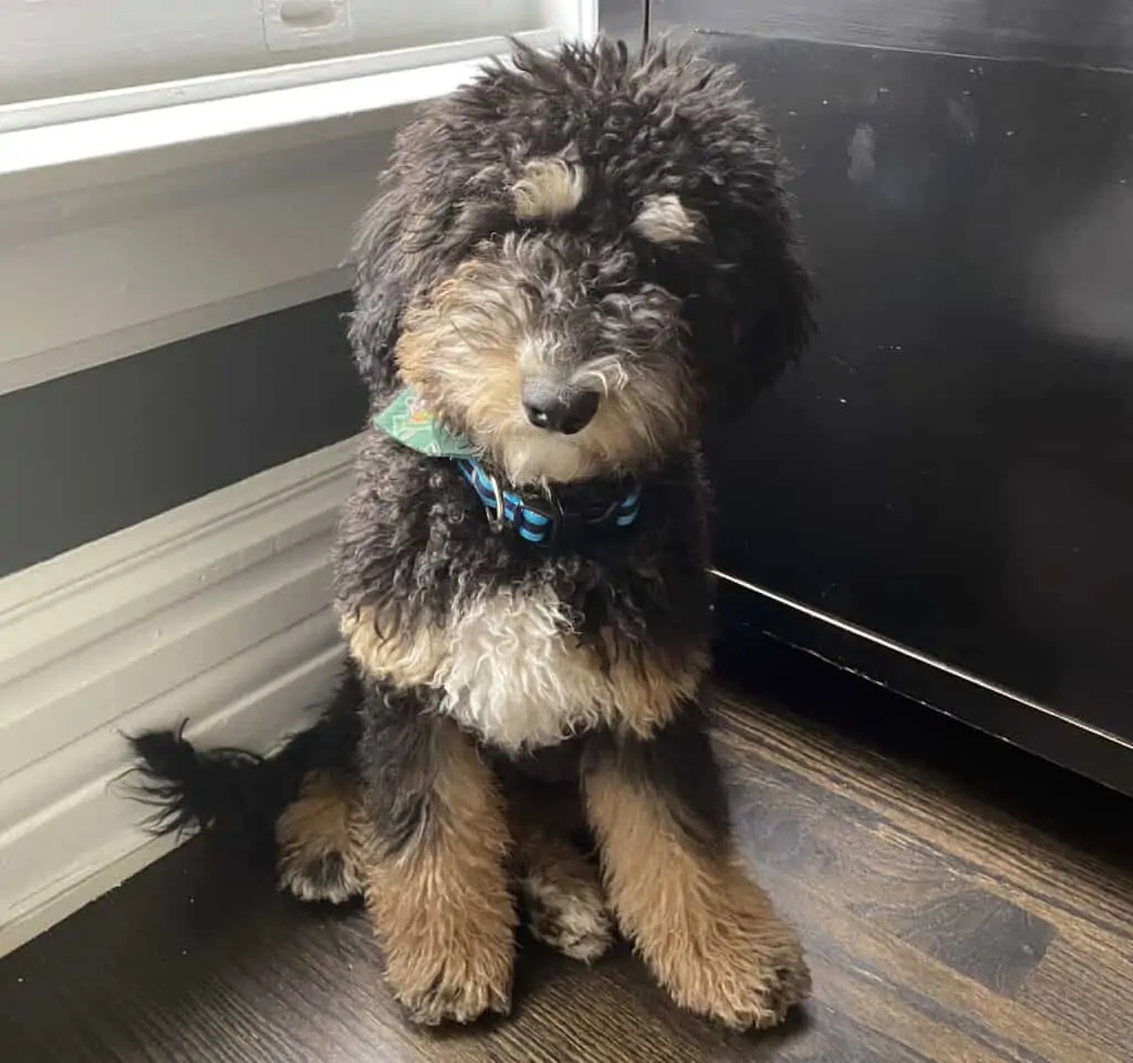 The Best Puppy Training Advice The Best Puppy Training Advice