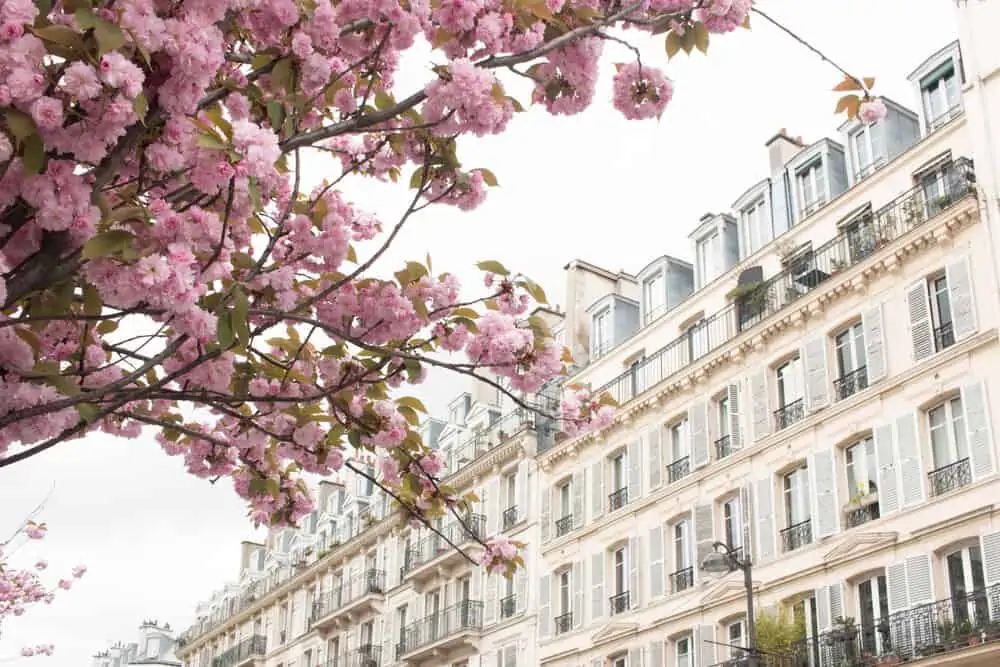 Shop Paris in Bloom Print Here