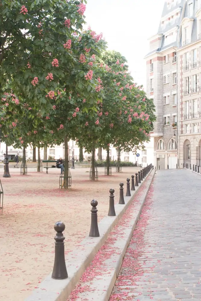 where to picnic in paris Place Dauphine chestnut blossoms