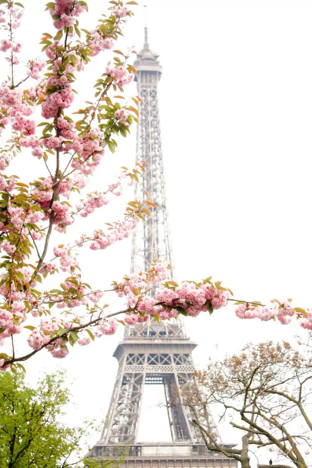 Eiffel tower covered in Cherry Blossoms