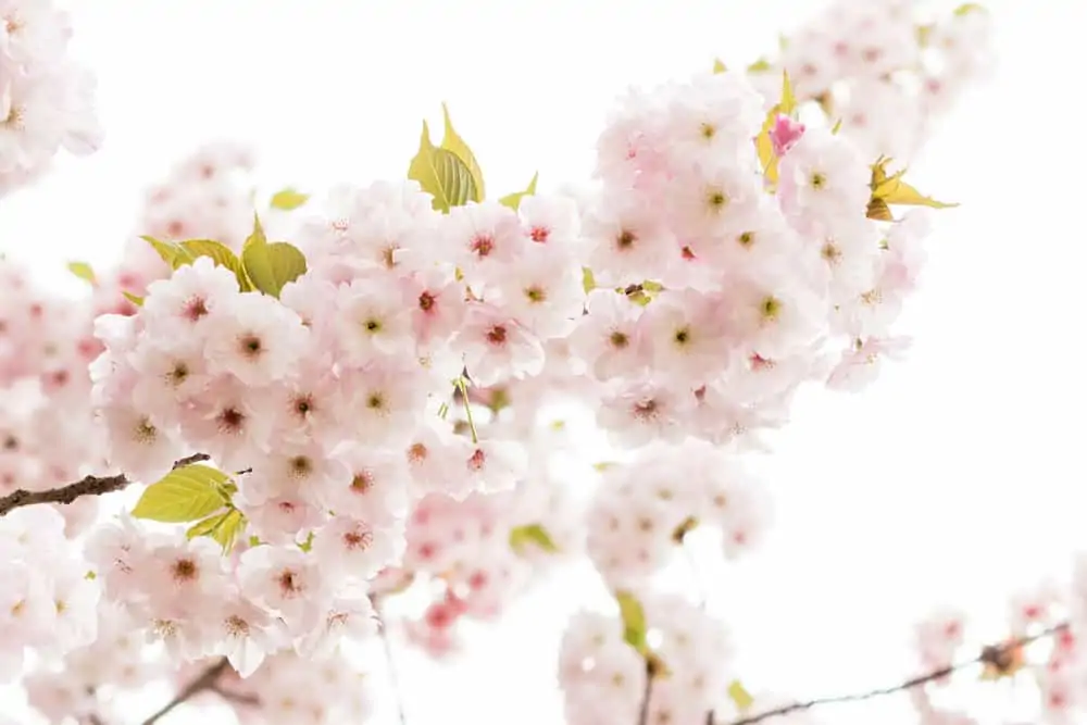 Cherry Blossoms in Paris