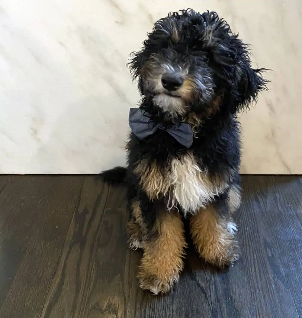 henri and me everyday parisian