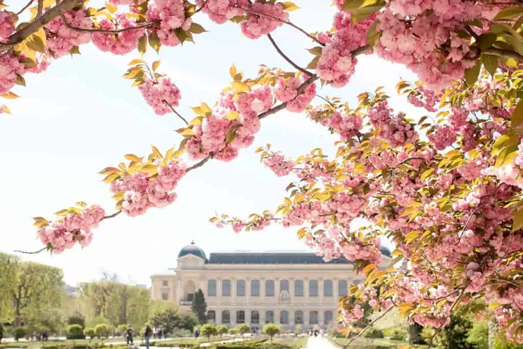 jardin des plantes in the spring Paris