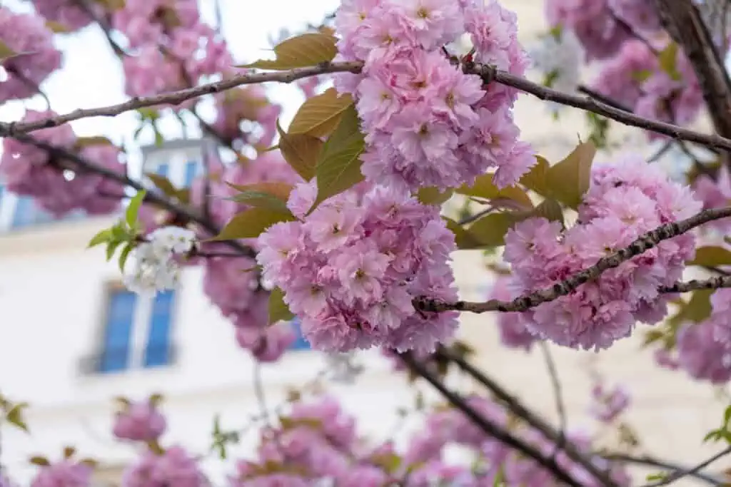 left bank cherry blossoms in bloom Paris