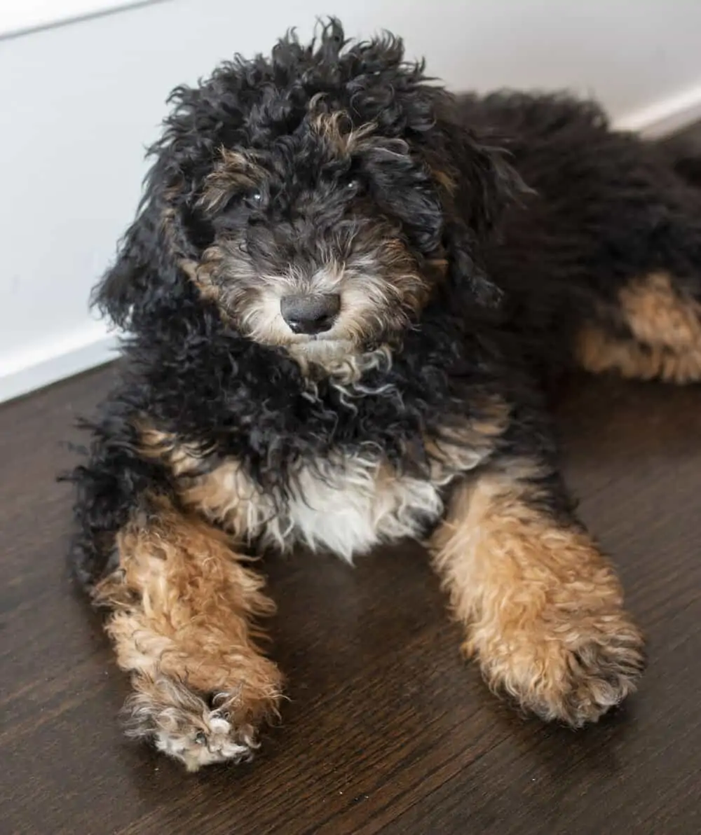 Henri and Me Two Months