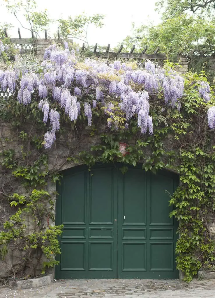 purple wisteria montmartre