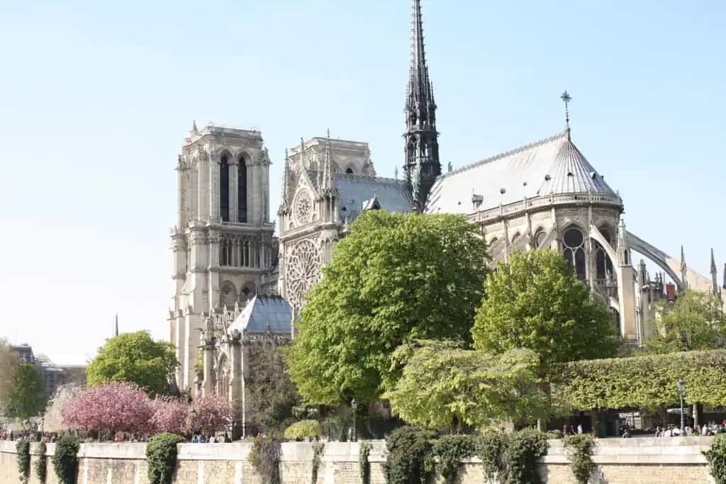 Notre Dame cherry blossoms in bloom Paris