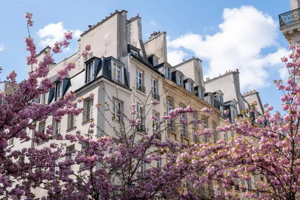 paris st paul cherry blossoms in bloom