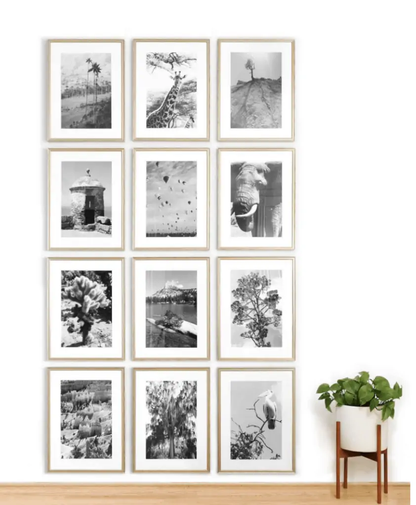 black and white images of animals for gallery wall black and white images of animals for gallery wall